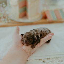Aussiedoodle and Cockapoo Puppies from Dark Corner Doodles