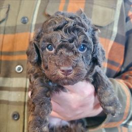 Little Bear - Rare Choc Brown Phantom - Phantom male Poodle puppy in Falcon, Missouri from Cedar House Heritage Poodles | AKC Toy & Miniature Poodle Puppies Raised in Home