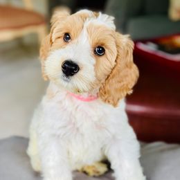 Iduna - Apricot female Australian Labradoodle puppy in Stanwood, Washington from Victoria Creek Australian Labradoodles