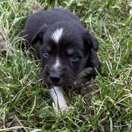 Mack - Black tri-color male Australian Shepherd puppy in Mount Vernon, Texas from RJ's Aussie Posse