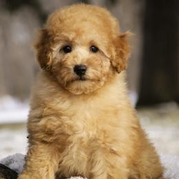 Fredrick - Red  male Poodle puppy in Etna Green, Indiana from Perfect Match Poodles