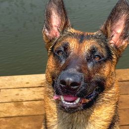 Belgian Malinois and Dutch Shepherds from ArcanaK9