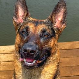Belgian Malinois and Dutch Shepherds from ArcanaK9