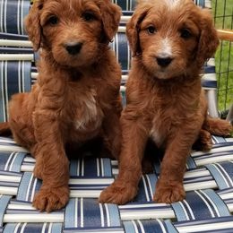Goldendoodle Puppies from Wisconsin Doodle Dog (of La Crosse)