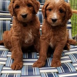 Goldendoodle Puppies from Wisconsin Doodle Dog (of La Crosse)