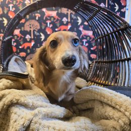 Miriel - Dapple female Dachshund puppy in Willard, Utah from Simply Sharing Love