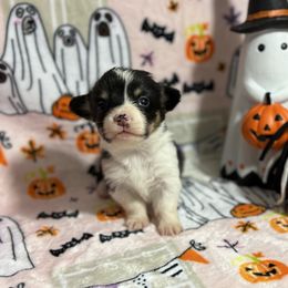 Mantis - Black and tan female Pembroke Welsh Corgi puppy in Barstow, California from Caldwell’s Corgis of Southern California