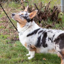 Patriot - Pembroke Welsh Corgi