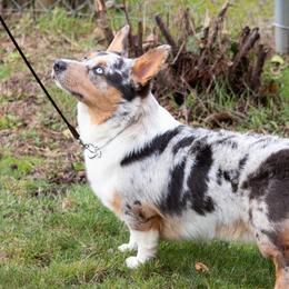 Patriot - Pembroke Welsh Corgi