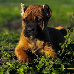 Girl 3 - Red female Cane Corso puppy in Sandia, Texas from OneTime Cane Corso