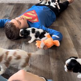 Cavalier King Charles Spaniel Puppies from Cavy Love