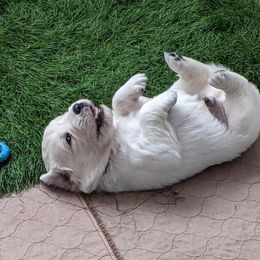 Golden Retriever Puppies from Freedom Retrievers