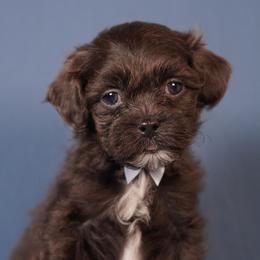 Doc (Green Collar) - Silver male Shihpoo puppy in Las Vegas, Nevada from Plush Toy Poodle Puppies & Pals
