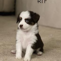 RTF 4 - Red Toy Australian Shepherd puppy in Clarendon, Texas from Seminole Ranches - Toy/Mini Aussies