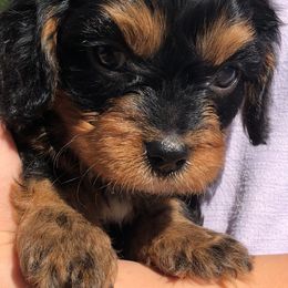 Cavalier King Charles Spaniel and Cavapoo Puppies from Small Town Cavaliers