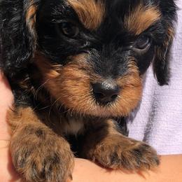 Cavalier King Charles Spaniel and Cavapoo Puppies from Small Town Cavaliers