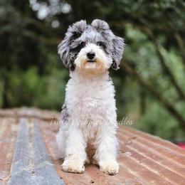 Estelle - Blue merle female Aussiedoodle puppy in Centreville, Mississippi from Trin's Designer Doodles