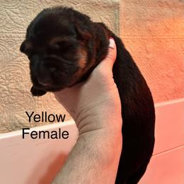 Yellow Female - Black and red female German Shepherd puppy in Puyallup, Washington from Majestic Royal German Shepherd’s