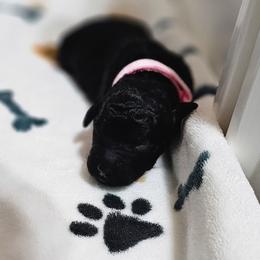 Doodlebug - Black female Goldendoodle puppy in Harris County, Texas from Cute & Curly Doodles