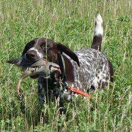 German Shorthaired Pointer Puppies from Aus Dem Norden GSP’s