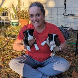 Bull Terrier Puppies from Bulls On Parade