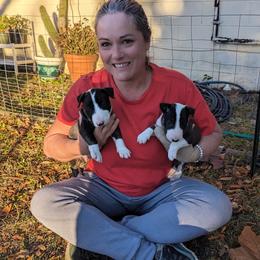 Bull Terrier Puppies from Bulls On Parade