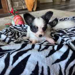 Sadie's Girl 3 - White black and tan female Papillon puppy in Shirley, Arkansas from Lucky Pups