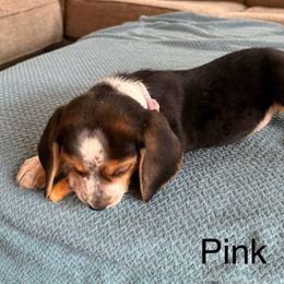 Pink - Black white and tan female Beagle puppy in Plainfield, Wisconsin from I Wanna Hunt Too