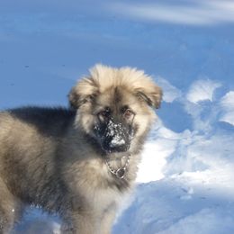Shiloh Shepherd Puppies from Solace Shilohs