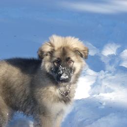 Shiloh Shepherd Puppies from Solace Shilohs