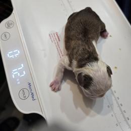 Girl 1 - Red female Boston Terrier puppy in Millers Creek, North Carolina from Tumbling Shoals Hilltop Bostons