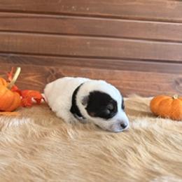 Boy 2 - male Australian Cattle Dog puppy in Nevada, Missouri from Back Road Dog Company, LLC