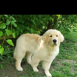 Golden Retriever and Labrador Retriever Puppies from Harvest Moon Farms