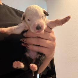 Rose - Black and white female Old English Sheepdog puppy in Acton, California from Fab OES