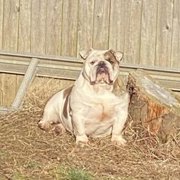 Jinxx - Bulldog
