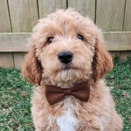 Bowie - Apricot male Goldendoodle puppy in Hendersonville, Tennessee from Ben's Best Buddy Goldendoodles