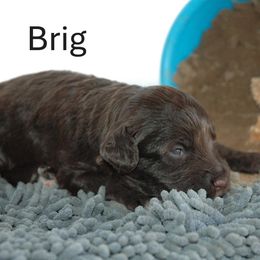 Brig - Brown and white male Portuguese Water Dog puppy in Williamsport, Pennsylvania from Petersheim Porties