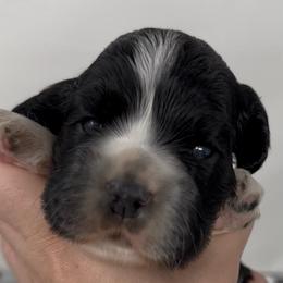 Hero - Black and white male Cocker Spaniel puppy in Cincinnati, Ohio from Abundance of Joy LLC Cocker Spaniels