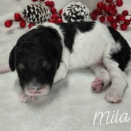 Mila - Parti female Goldendoodle puppy in Eau Claire, Wisconsin from Fisher River Doodle's