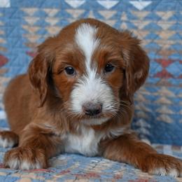 Summit - Red  male Goldendoodle puppy in Macedon, New York from Toodles Goldendoodles
