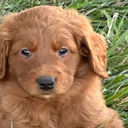 Goldendoodles from Dolly’s Doods