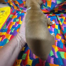 Girl 1 - Fawn female Boxer puppy in Pine River, Wisconsin from Jenks Boxers