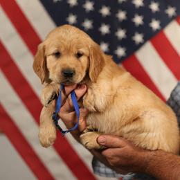 Coriander - Golden male Golden Retriever puppy in Payette, Idaho from Stonewick Retrievers