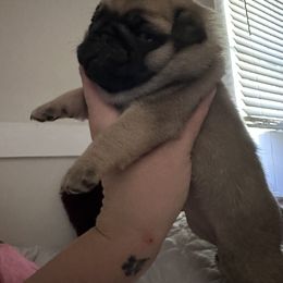 French Bulldog and Pug Puppies from Peachy Pugs