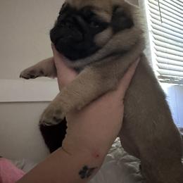 French Bulldog and Pug Puppies from Peachy Pugs