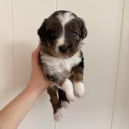 Fred - Blue merle male Aussiedoodle puppy in Heber City, Utah from Junipersdoodles