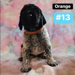 Dozer - White and black ticked male Large Münsterländer puppy in Fremont, Wisconsin from Feather Cloud Kennels