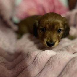 Red Girl - Red female Dachshund puppy in Early, Texas from The Jewelry Dox