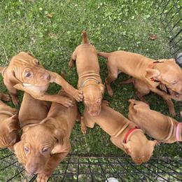 Vizsla Puppies from Summit Vizslas