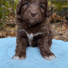 Cousin Itt - Red male Aussiedoodle puppy in Mulino, Oregon from Korbella Farm